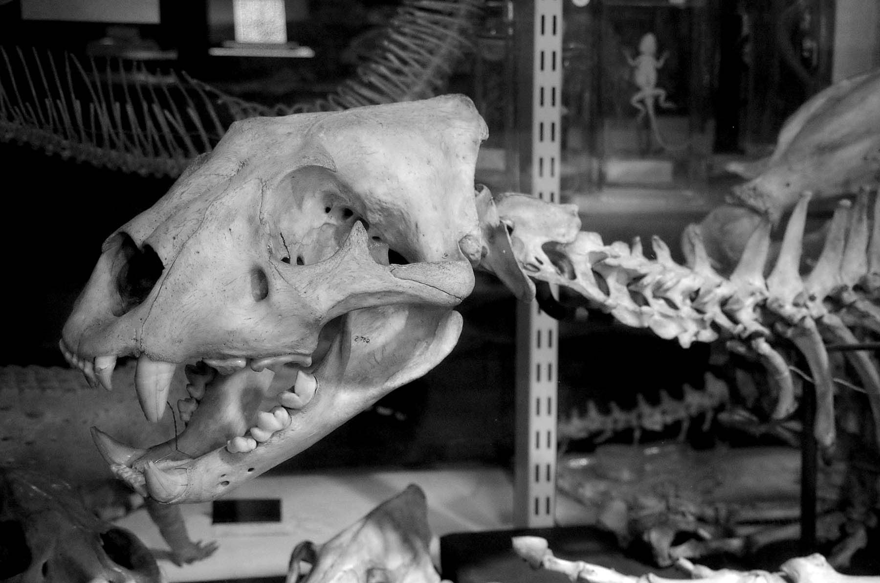 Animal skeleton displayed in the Grant Museum of Zoology